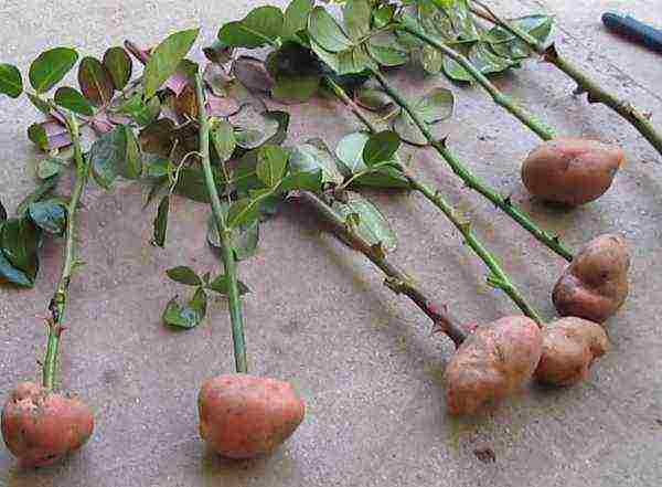 how to grow roses from cuttings in potatoes in winter