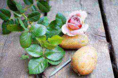 kako zimi uzgajati ruže iz reznica u krumpiru