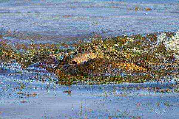 kung paano palaguin ang isda sa bahay