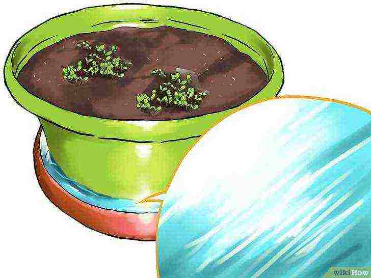 how to grow salad at home