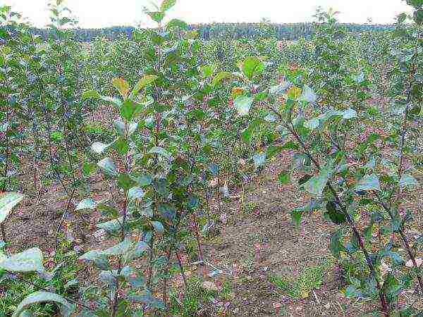 how to grow apple seedlings from a cut branch