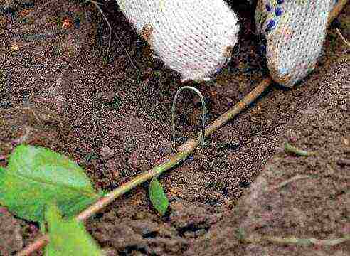 how to grow apple seedlings from a cut branch