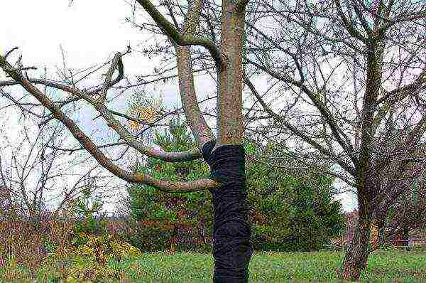 how to grow apple seedlings from a cut branch