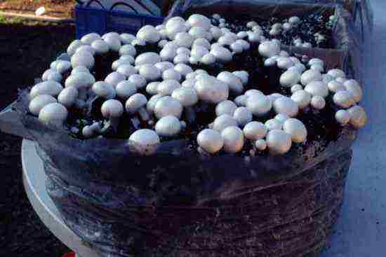 how to grow mushrooms at home in winter