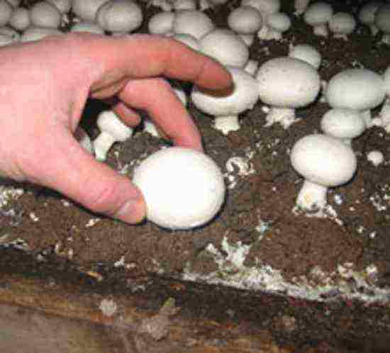 how to grow mushrooms at home in winter