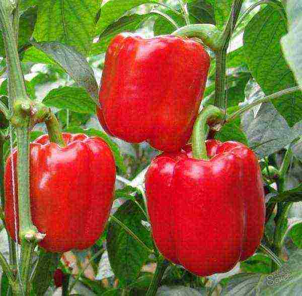 how to grow bell peppers at home