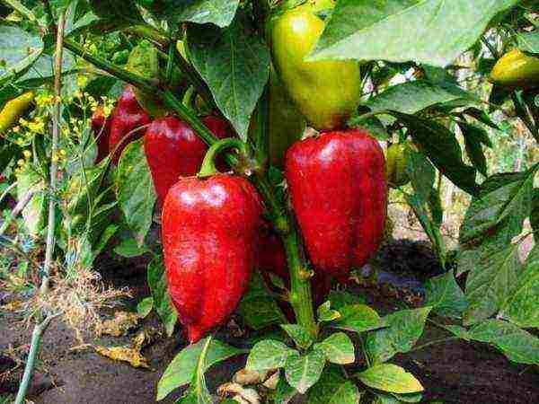 how to grow bell peppers at home