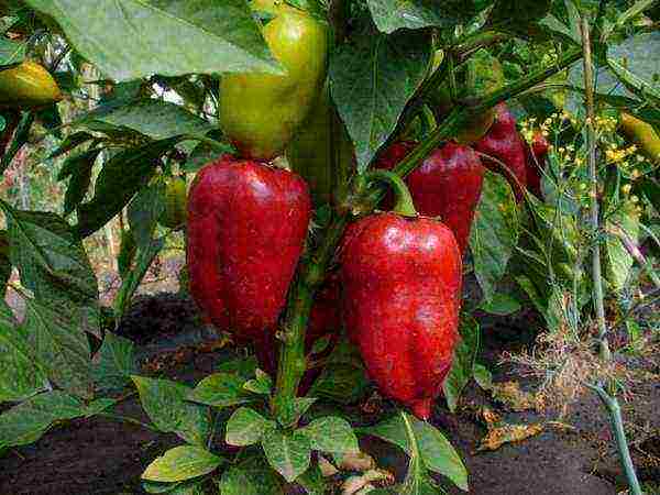 how to grow bell peppers at home