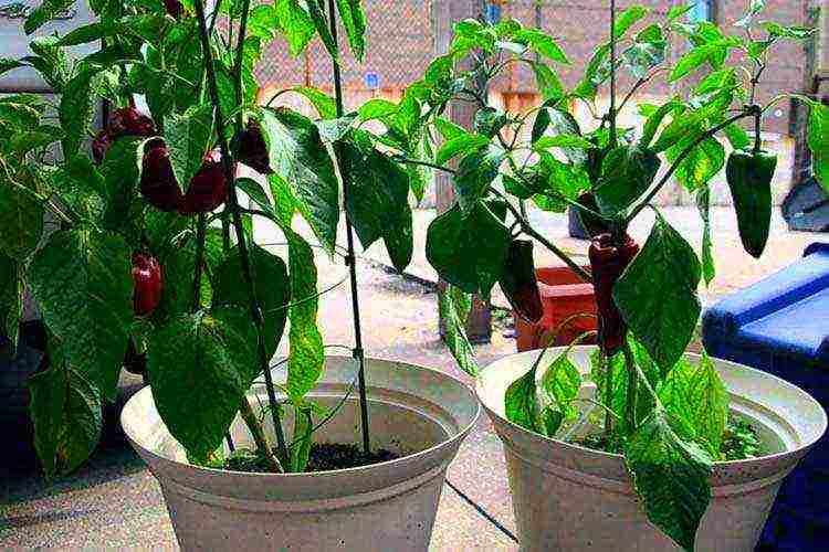 how to grow bell peppers at home