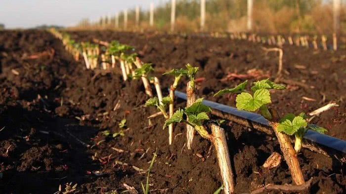 kung paano palaguin ang mga currant mula sa pinagputulan sa bahay