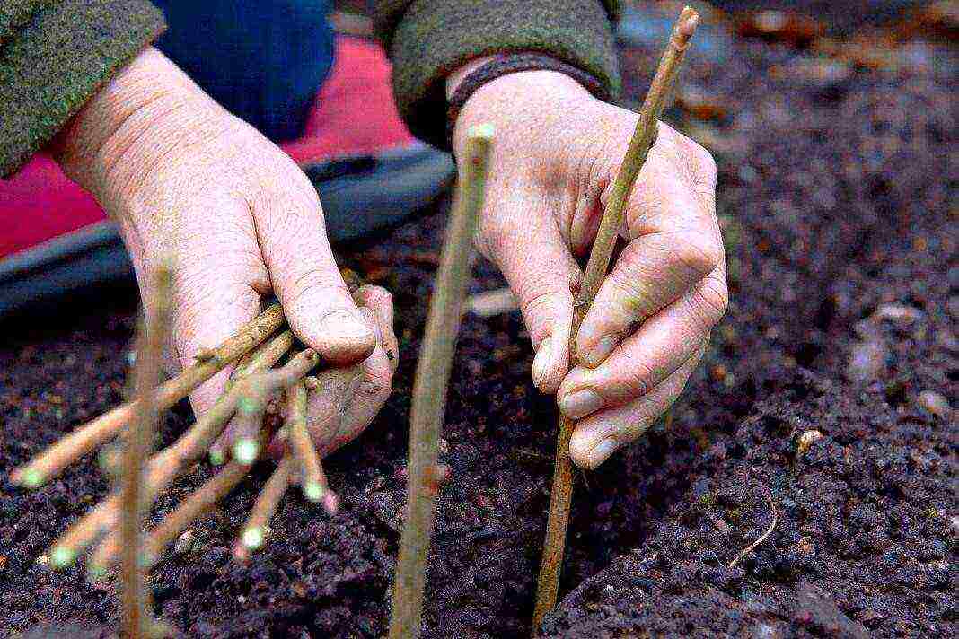 how to grow currants from cuttings at home