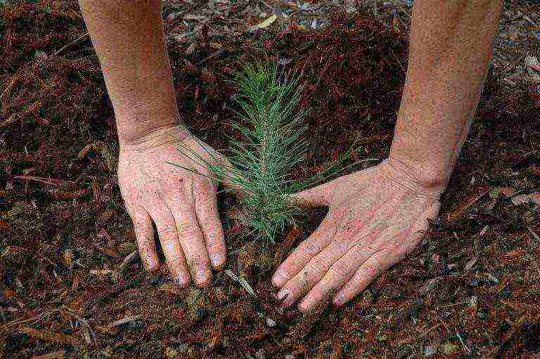 how to grow pine from seeds at home