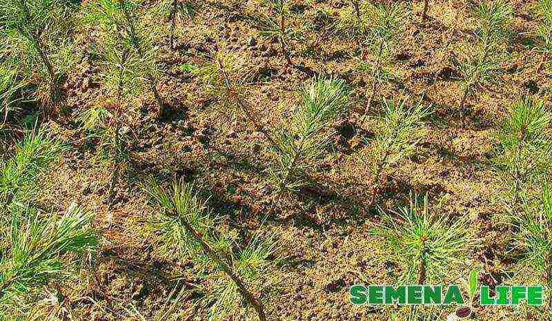 how to grow pine from seeds at home