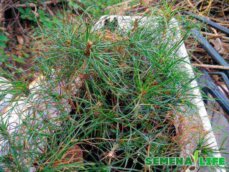 how to grow pine from seeds at home