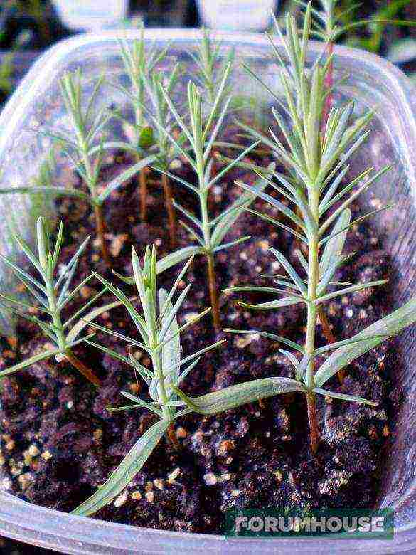 how to grow pine from seeds at home