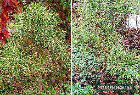 how to grow pine from seeds at home
