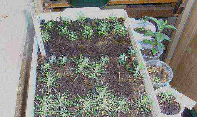 how to grow pine from seeds at home