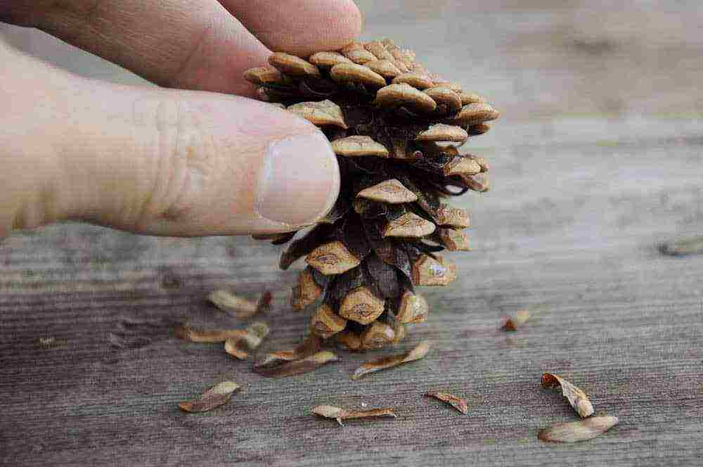 how to grow pine from seeds at home