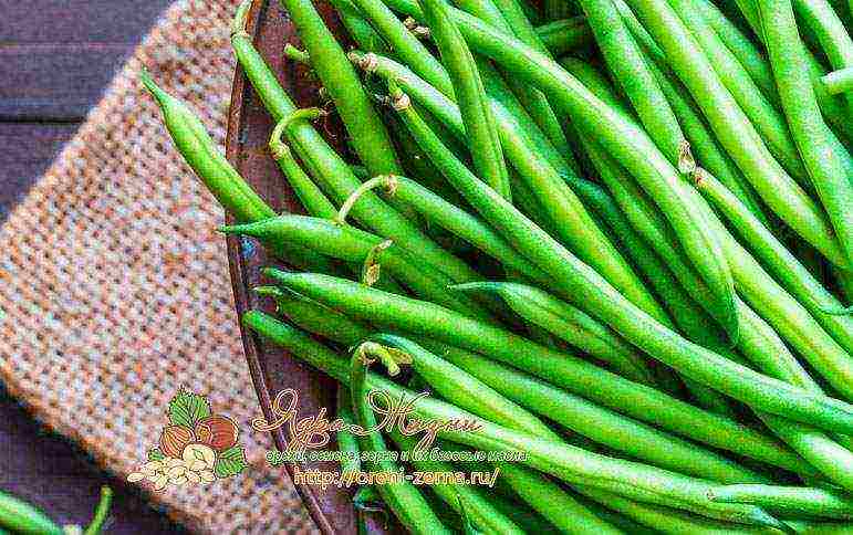 how to grow asparagus beans outdoors