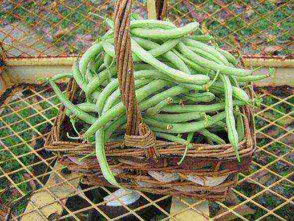 kung paano palaguin ang mga asparagus beans sa labas ng bahay