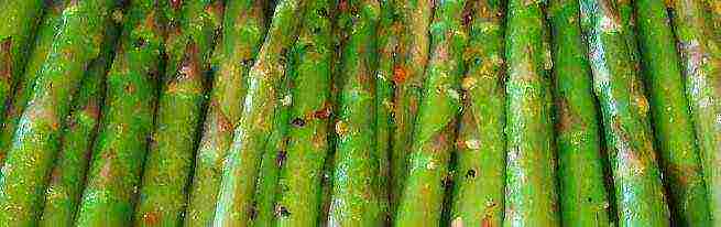 kung paano palaguin ang asparagus sa bahay