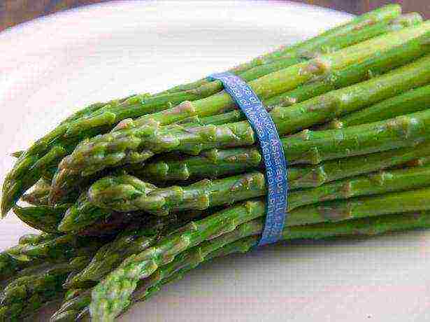 how to grow asparagus at home