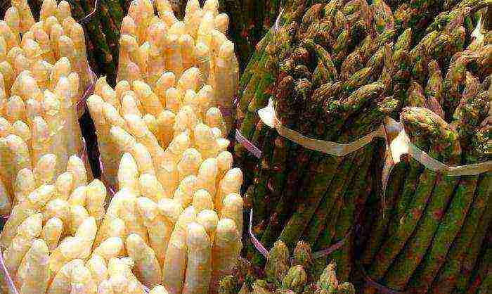 kung paano palaguin ang asparagus sa bahay