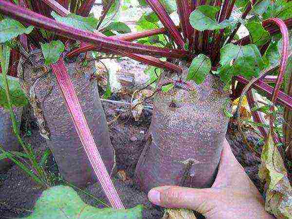 how to grow beets outdoors from seeds