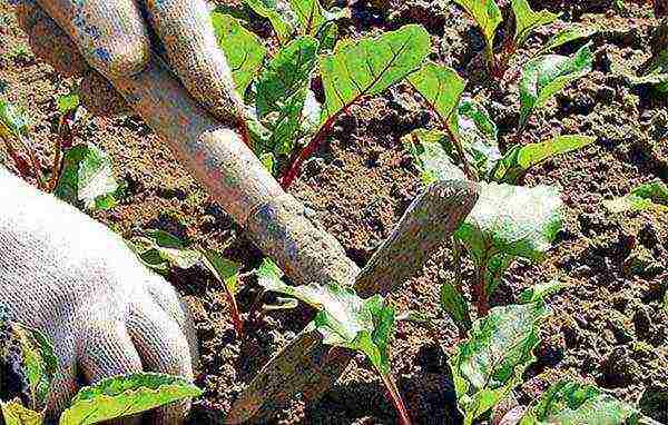 how to grow beets outdoors from seeds