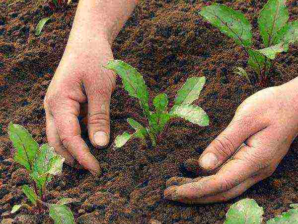 how to grow beets outdoors from seeds