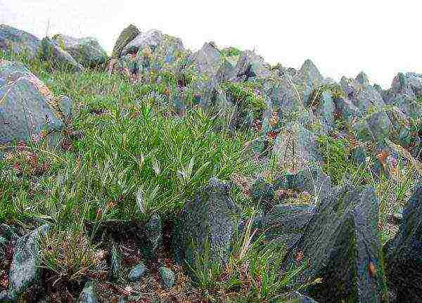 kung paano palaguin ang tarragon sa bahay