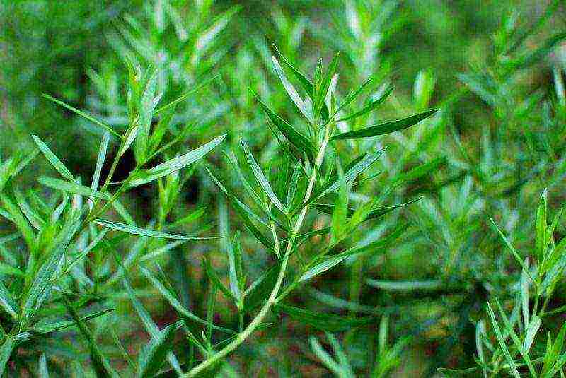 how to grow tarragon at home