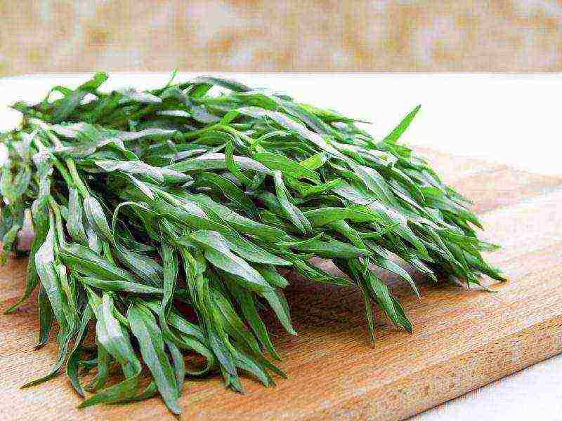 kung paano palaguin ang tarragon sa bahay