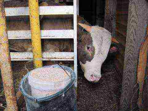 how to raise calves for meat at home