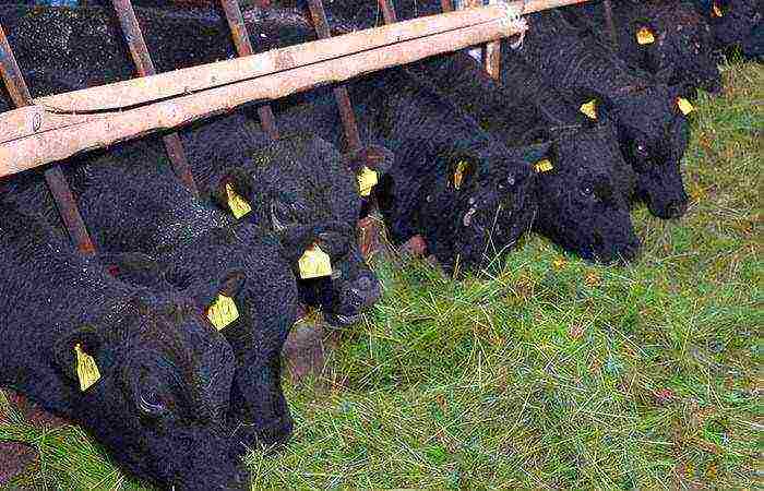 how to raise calves for meat at home