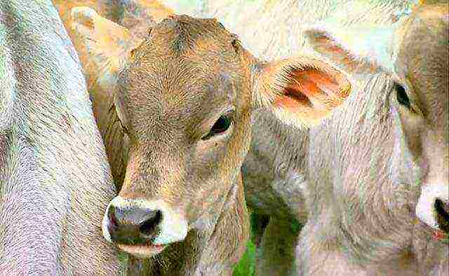 how to raise calves for meat at home