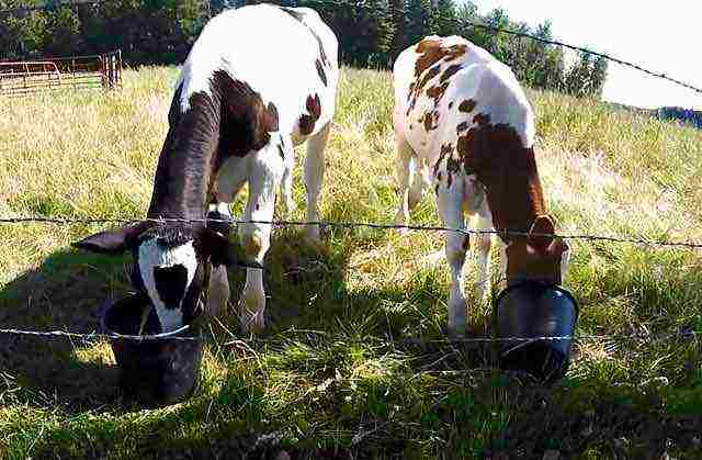 how to raise calves for meat at home