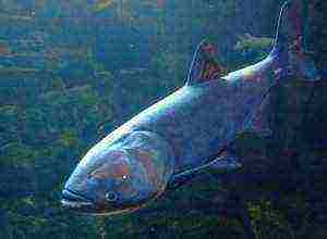 how to grow silver carp at home