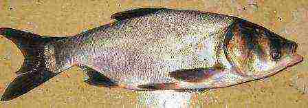 how to grow silver carp at home