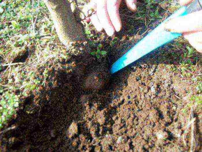 how to grow truffles at home