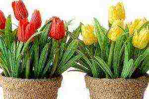 how to grow tulips at home