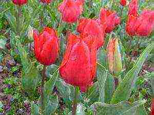 how to grow tulips at home