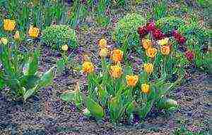 how to grow tulips outdoors in spring