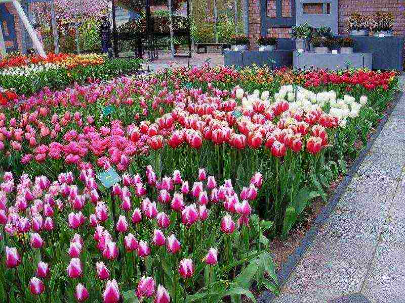 how to grow tulips outdoors in spring
