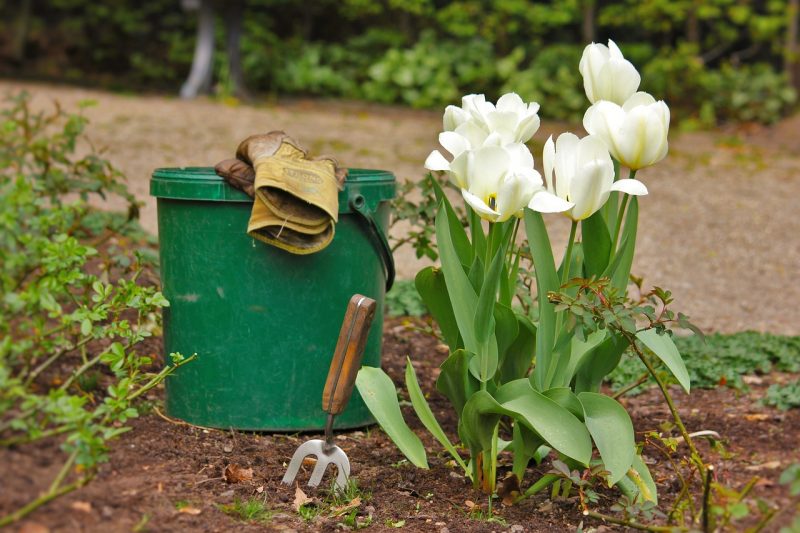 how to grow tulips outdoors in spring