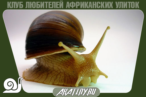 how to grow Achatina snails at home