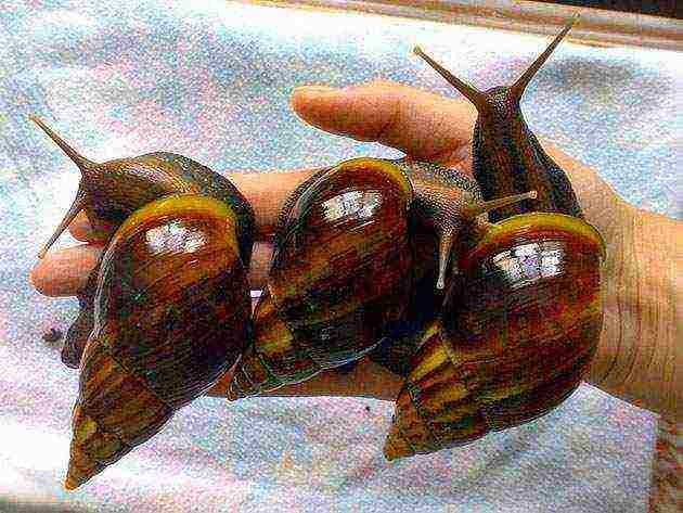 kung paano palaguin ang mga snail ng Achatina sa bahay