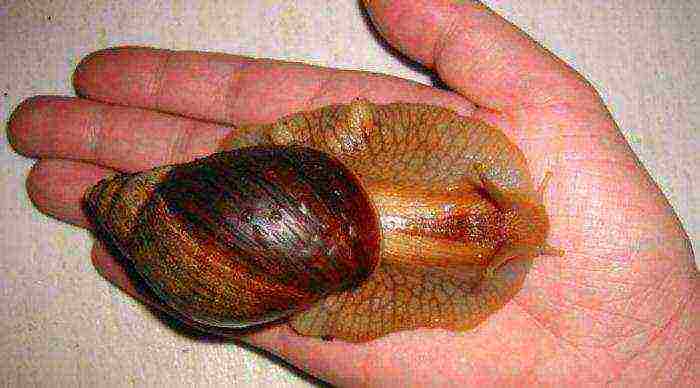 how to grow Achatina snails at home