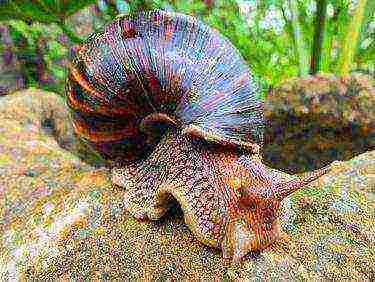 how to grow Achatina snails at home