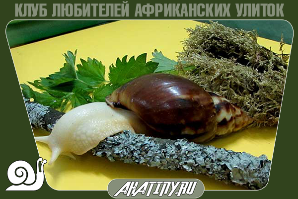 how to grow Achatina snails at home